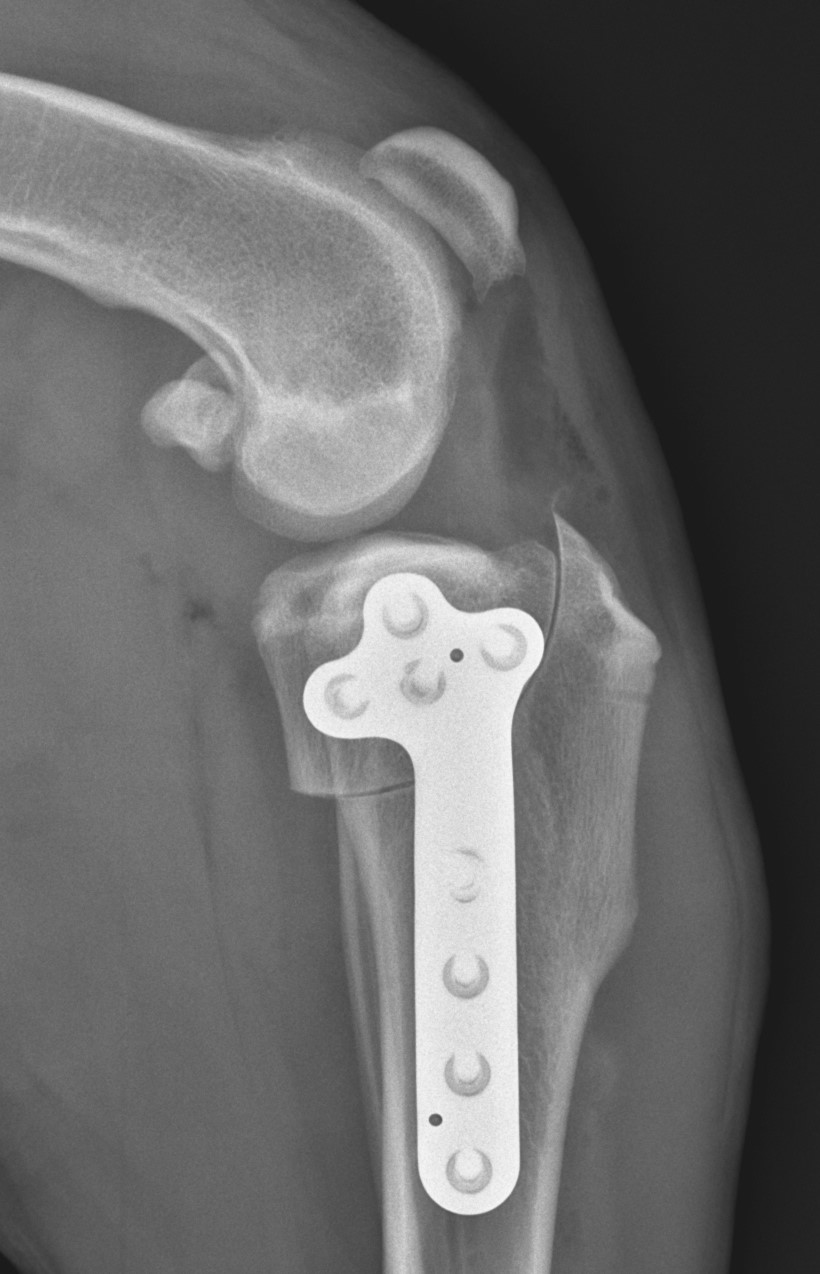 Operace kolenního kloubu psa u přetrženého zkříženého vazu.