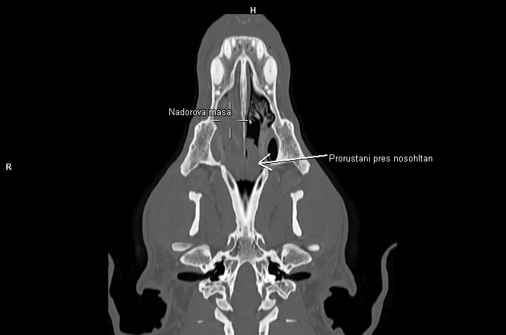 CT diagnostika nádorů hlavy a krku | Veterinární klinika Medipet Zlín