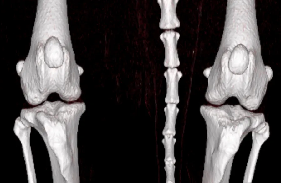 Koleno normální - Zdravý kloub: hladké povrchy, čisté linie, přirozený prostor pro pohyb bez tření. | Veterinární klinika Medipet Zlín