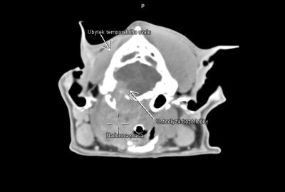 CT diagnostika nádorů hlavy a krku | Veterinární klinika Medipet Zlín