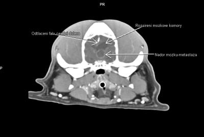 CT diagnostika nádorů hlavy a krku | Veterinární klinika Medipet Zlín