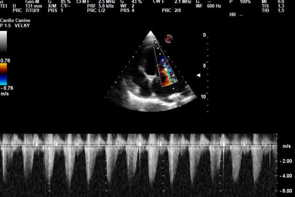 Medipet - kardiologie, posuzování dědičných srdečních vad