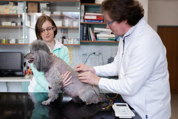 Medipet Zlín - veterinární akupunktura – starobylé umění nebo moderní medicína?