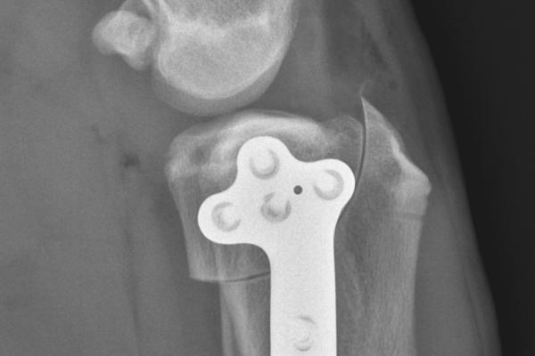 Operace kolenního kloubu psa u přetrženého zkříženého vazu.