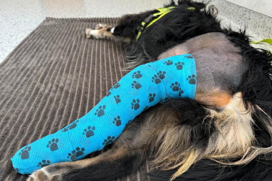 Proč si pro operaci Vašeho zvířete vybrat právě nás? | Veterinární klinika Medipet Zlín