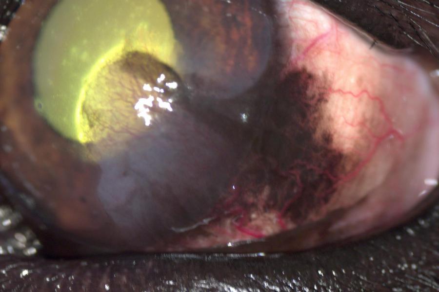 Pannus 2. | Veterinární klinika Medipet Zlín