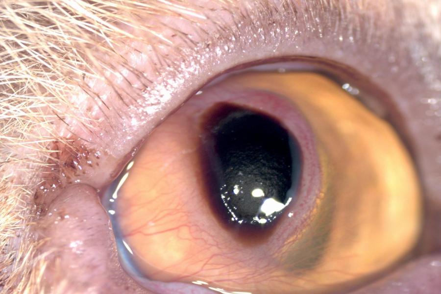 Nekróza rohovky (keratitis nigra) | Veterinární klinika Medipet Zlín