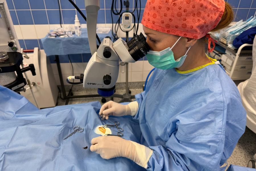 Oční operace | Veterinární klinika Medipet Zlín