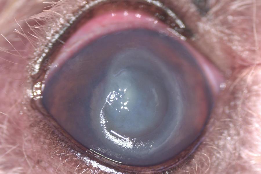 Vřed rohovky (melting ulcer) | Veterinární klinika Medipet Zlín
