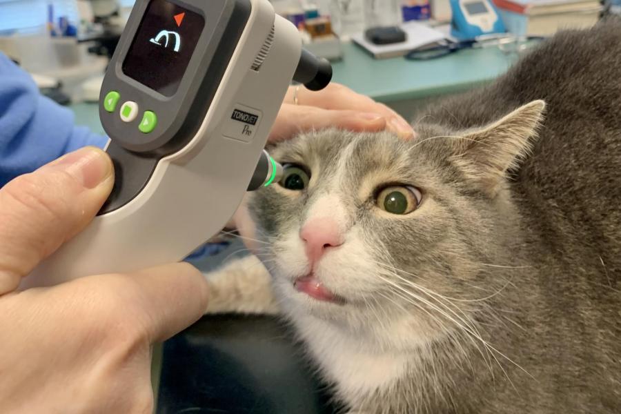 Vyšetření nitroočního tlaku kočky tonometrem iCare Tonovet Pro | Veterinární klinika Medipet Zlín