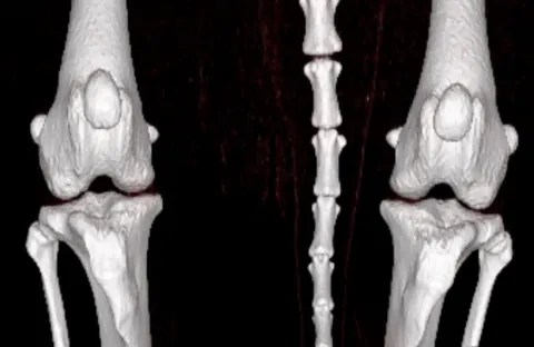 Koleno normální - Zdravý kloub: hladké povrchy, čisté linie, přirozený prostor pro pohyb bez tření. | Veterinární klinika Medipet Zlín