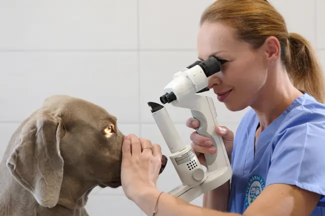 MVDr. Melánie Mošťková - veterinární oftalmologie