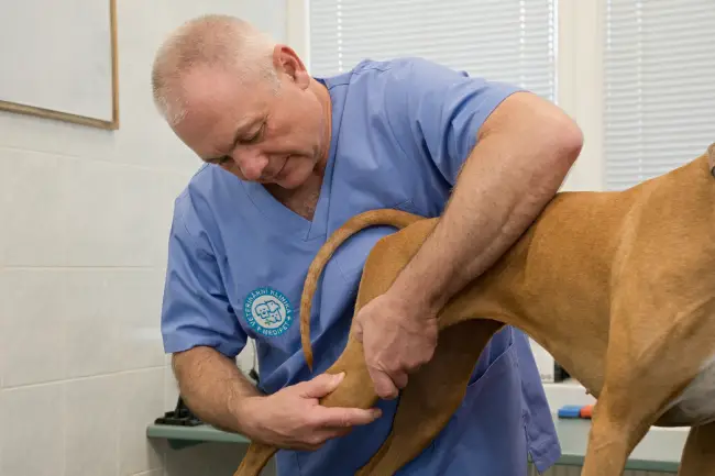 MVDr. Jiří Jahoda - veterinární ortoped.